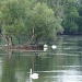 Cormorants and swans at Paxton Pits by busylady
