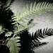 fern and shadow by reba