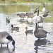 Geese Ducks and Coots by andycoleborn