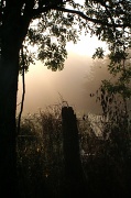 27th Aug 2011 - Misty Morning