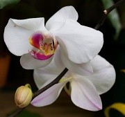 26th Aug 2011 - Orchid