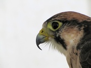 26th Aug 2011 - Peregrine falcon