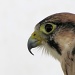 Peregrine falcon by maggie2