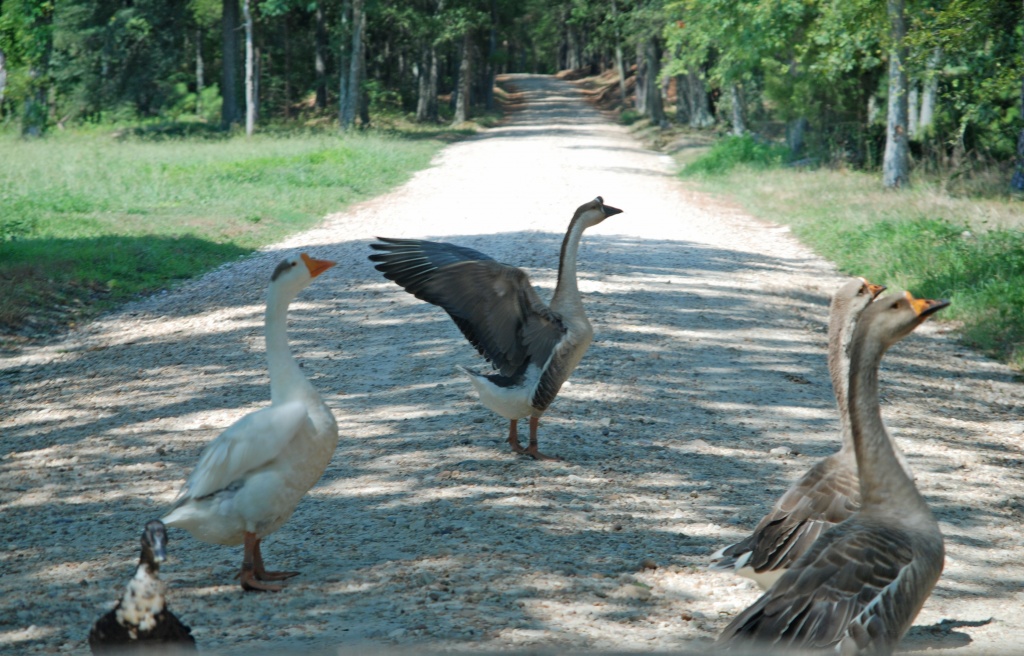 Why did the geese cross the road???? by graceratliff