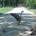 Why did the geese cross the road???? by graceratliff