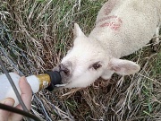 27th Aug 2011 - Lamb Lunch