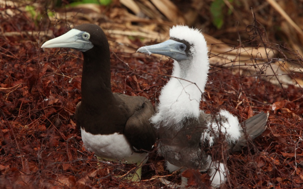 Punk Bird - Mother Brown Booby will be glad when her son gets through that awkward teenage stage by lbmcshutter