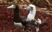 27th Aug 2011 - Punk Bird - Mother Brown Booby will be glad when her son gets through that awkward teenage stage
