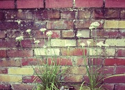 27th Aug 2011 - Flowers against a wall