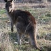 Kangaroo by nicolecampbell