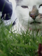 26th Aug 2011 - Emily In The Grass