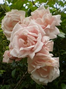 27th Aug 2011 - Roses.