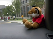 27th Aug 2011 - Red Fox Leaving Home