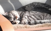 18th Aug 2011 - Comfy Cat