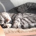 Comfy Cat by pamelaf