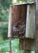 27th Aug 2011 - The Empty Nest