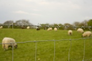 26th Apr 2010 - "Warning: Killer Sheep" sign just out of shot ...