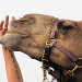 The camel. by maggie2
