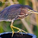 Little Green Heron on Pipe by twofunlabs
