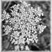 Queen Anne's Lace by mjmaven