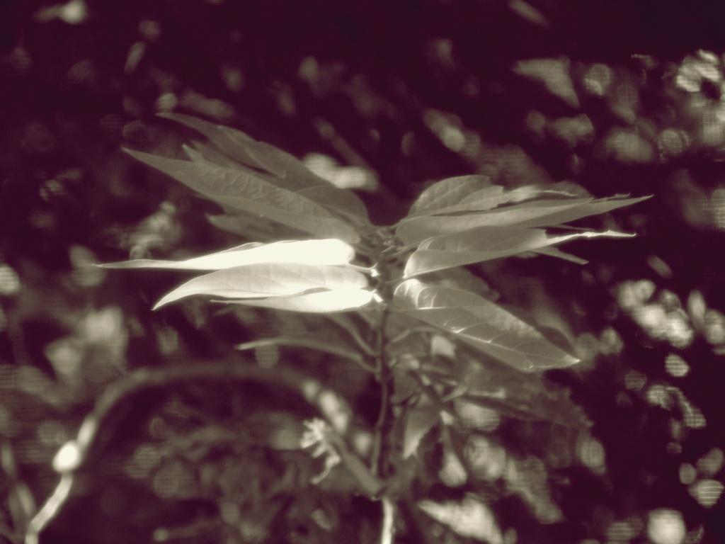 Leaves (again) by mej2011