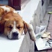 I'm sleeping my head away! by lily