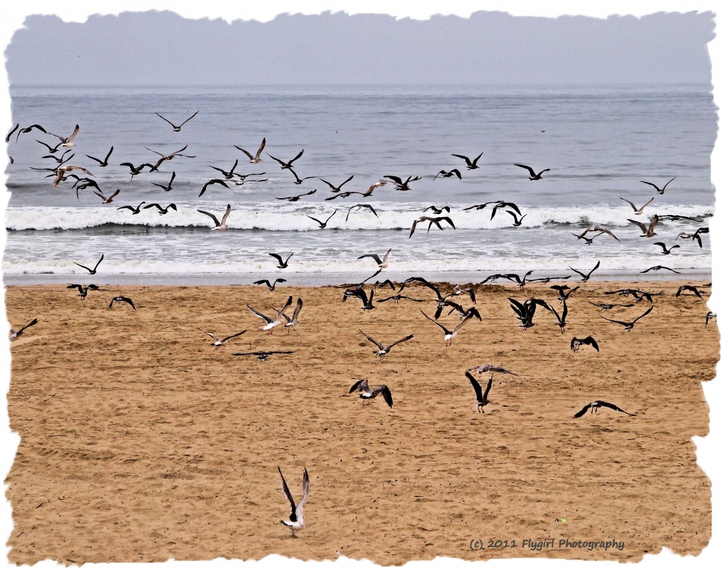 Seagulls in Flight by flygirl