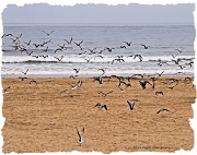 28th Aug 2011 - Seagulls in Flight