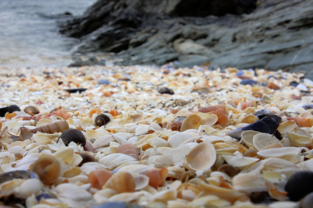 Seashells On The Seashore by natsnell