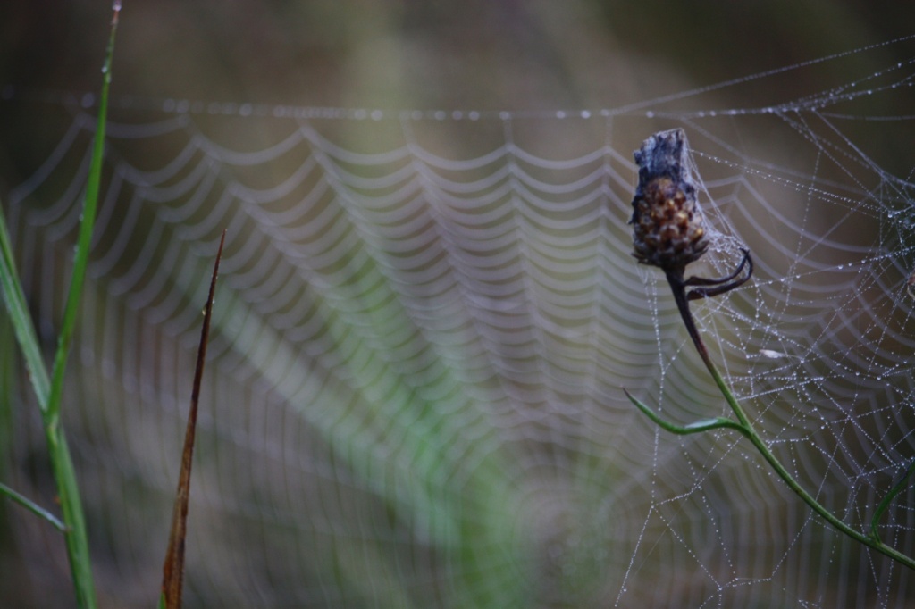Spider net patterns IMG_3674 by annelis