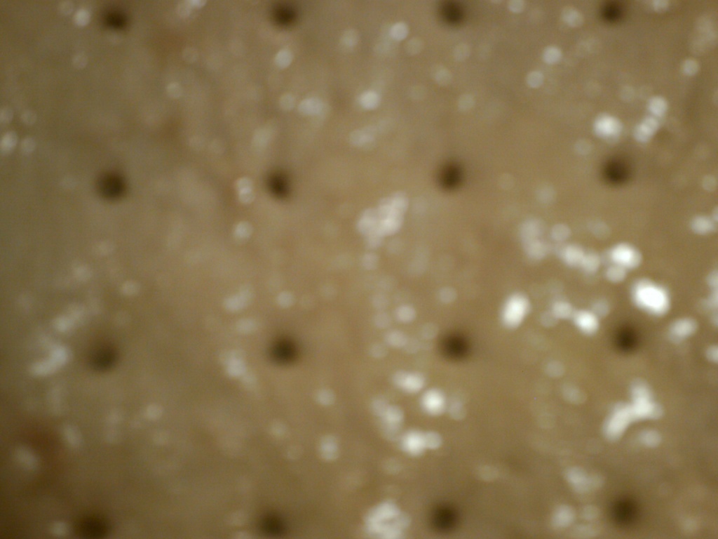 Pizza Crust with Olive Oil 8.29.11  by sfeldphotos