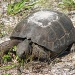 sanibel tortoise by mjmaven