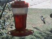 29th Aug 2011 - Hummingbird Breakfast