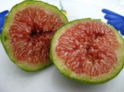 29th Aug 2011 - figs. 