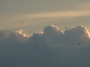 25th Aug 2011 - Cumulus Clouds