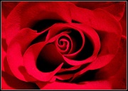 30th Aug 2011 - A rose