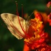 If I Were A Butterfly . . . by kerristephens