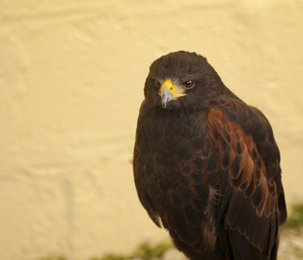 Cornish Birds Of Prey Centre [1] by netkonnexion