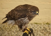 24th Aug 2011 - Cornish Birds Of Prey Centre [2]