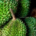 Durian by iamdencio