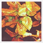 31st Aug 2011 - The leaves are a changing.