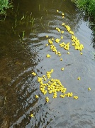 29th Aug 2011 - Ducks all a Dabbling, Up Tails All