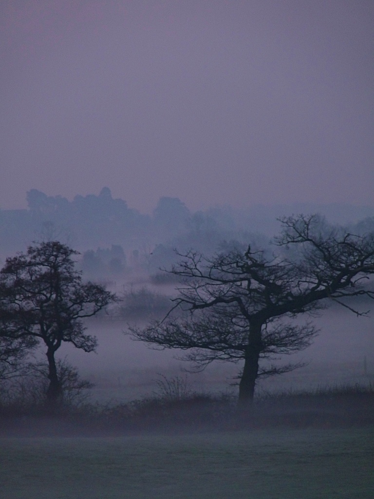 Trees misty by sabresun