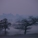 Trees misty by sabresun
