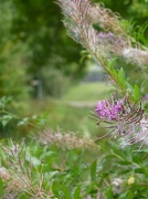 16th Aug 2011 - Rose Bay Willow Herb