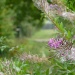 Rose Bay Willow Herb by helenmoss