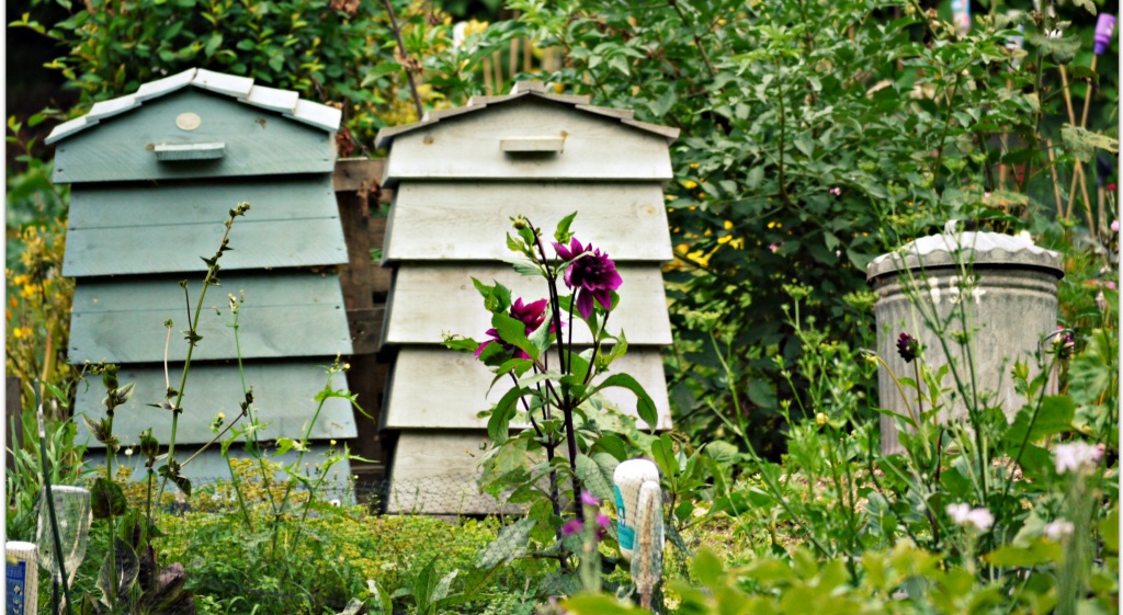 On the allotment by judithg