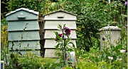 31st Aug 2011 - On the allotment