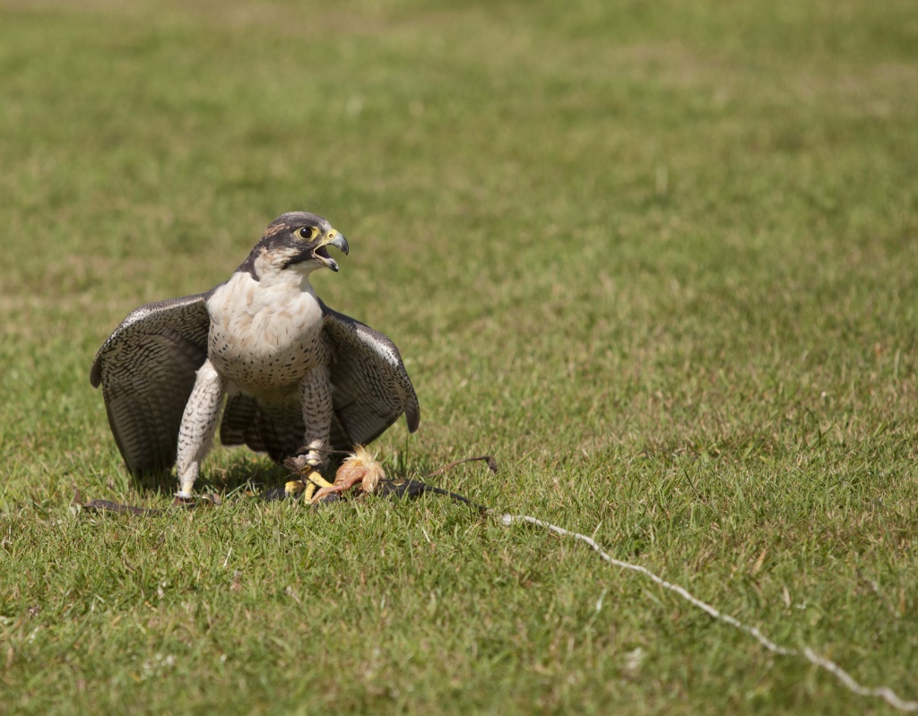 Cornish Birds Of Prey Centre [5] - Mine! I caught this! by netkonnexion