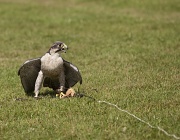 27th Aug 2011 - Cornish Birds Of Prey Centre [5] - Mine! I caught this!